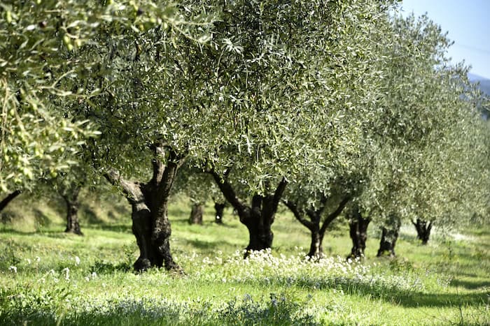 espace-vignolis