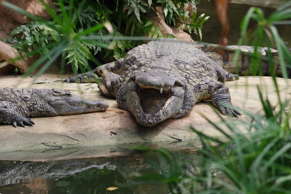 ferme-crocodiles