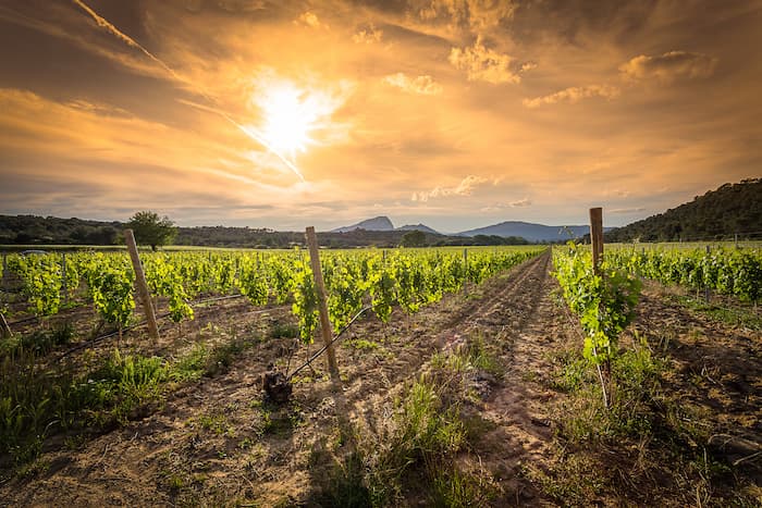 domaine-viticole-canet