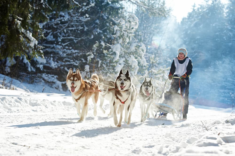 chien-traineau-flaine