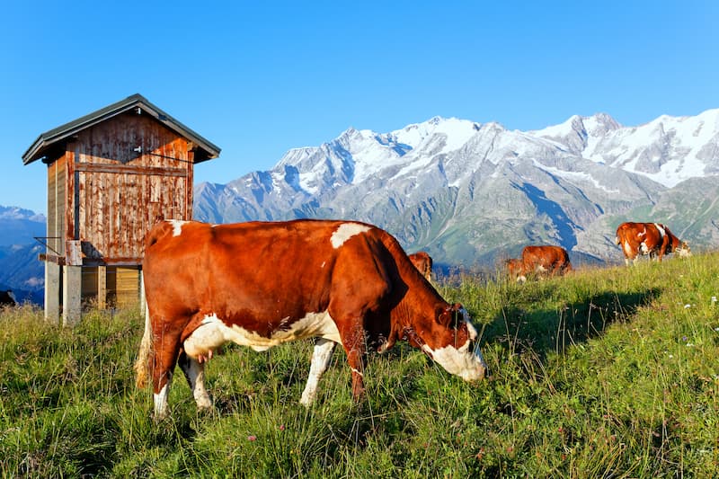 ferme-avoriaz-morzine