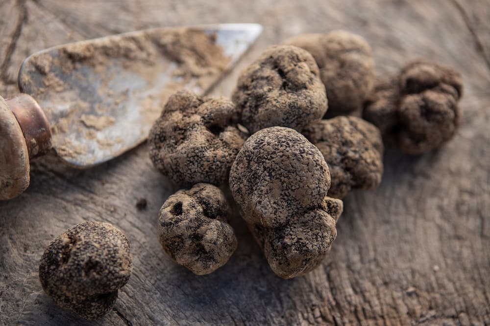 truffes-grignan