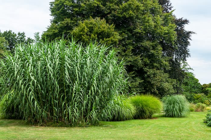 arboretum-canet-en-roussillon