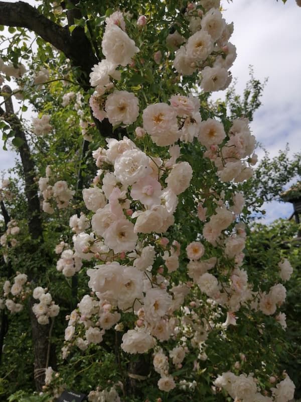 circuit-roses-anciennes