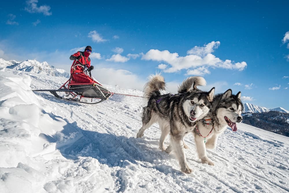 apprendre-chien-traineau