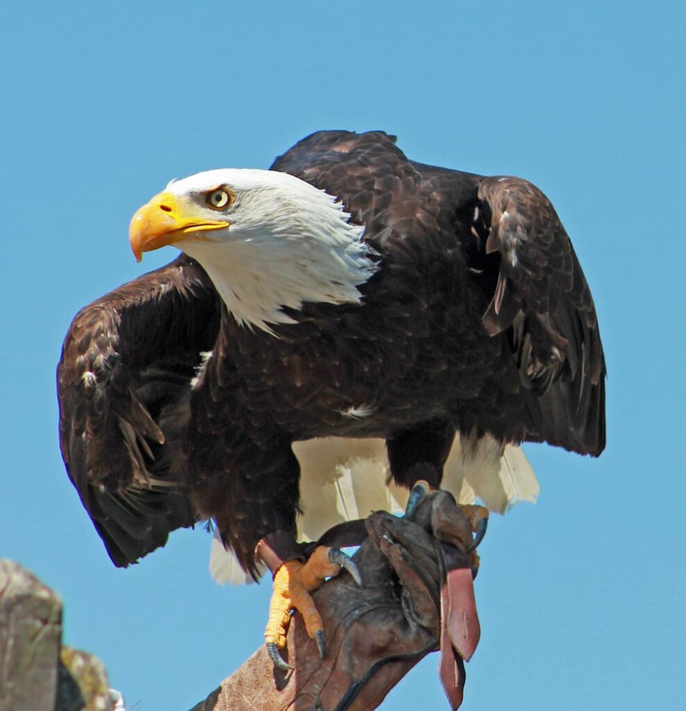 aigles-valmy